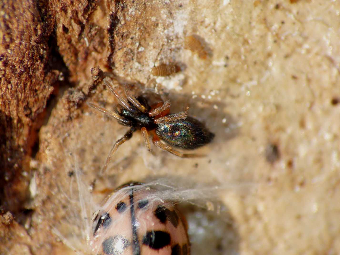 Piccolo Gnaphosidae con zampe aranciate